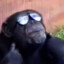 Ape With Sunglasses