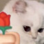 小猫抓老鼠乱跑