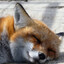 foggie time