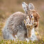 rabbitf33t