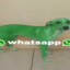 whatsapp dog
