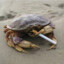Crab chuffing a tab
