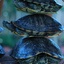 Turtlestacks