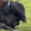 buffal0