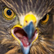 buteo buteo