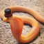 A Cool Snake