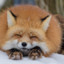 Fluffy Fox