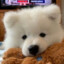 Samoyed