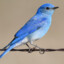 Blue_birb