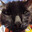 Eggog Steam avatar