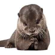 otter