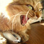 Kittenchopss