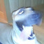FentDog
