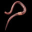worm