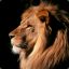 [KinG] LioN