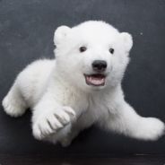 Why Idiot always go mid