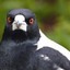 AustralianMagpie