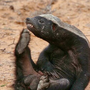 BUFFERING BADGER