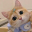 Meow