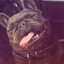geeked up dog