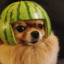 Dog melon
