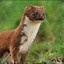 Le Weasel