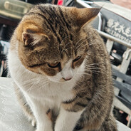 遇事不决可问春风