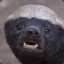 Honey badger