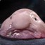 Blobfish