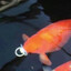 fish with a binky