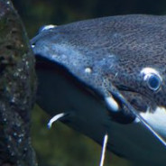 EdgeworthCatfish