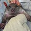 Wombatus Maximus