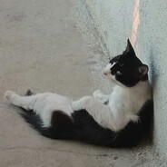 TopCat