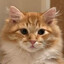 OrangeChonk