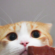 如果是Niko我愿意做0