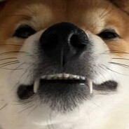 Shiba Inu - steam id 76561199060105134