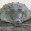 crocopinus