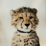 Lilcheetah