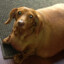 Fat Dachshund