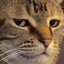 PeeKay BOI