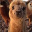 Happy Alpaca