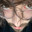 TrxshyUnknown|TTV