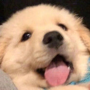 煤气罐小狗可爱超标