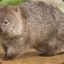 Wombat