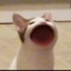 KOTE