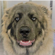 кауказкая оучарк