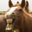 Cavalo