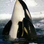 polar orca