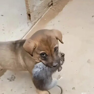 妇科主任霍斯邈（检查