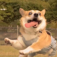 一天不导积阳德 两天不不导积积阳阳德